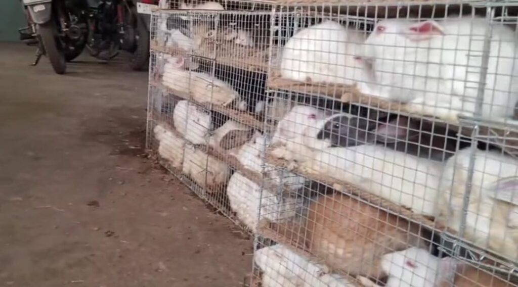 रेलवे पार्सल विभाग में जीवित जानवरों की तस्करी