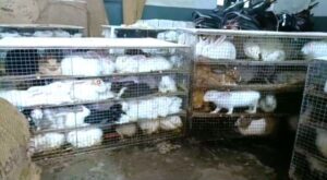 “पशु तस्करी का 1 बड़ा संगीन खुलासा: धनबाद रेलवे में सामने आई इस चौंकाने वाली घटना ने सबको हिला दिया”