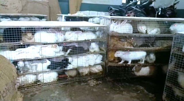 पशु तस्करी का 1 बड़ा संगीन खुलासा