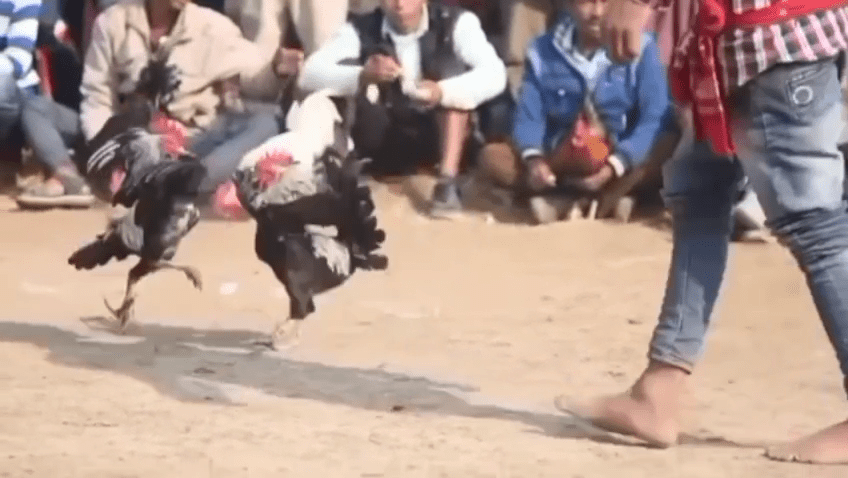 मुर्गा लड़ाई आदिवासी समाज की पारंपरिक मनोरंजन गतिविधि रही है