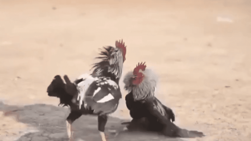 निरसा में मुर्गा लड़ाई